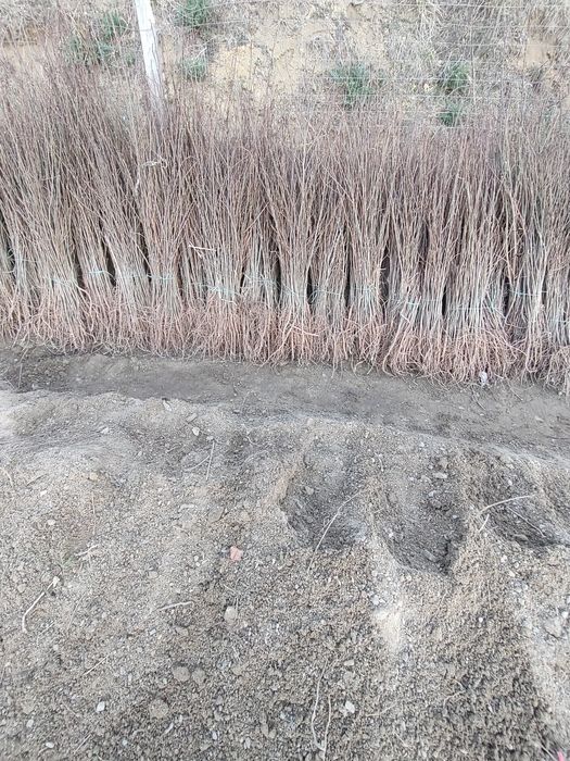 Puieti De calitate superioara cu dezvoltare dubla