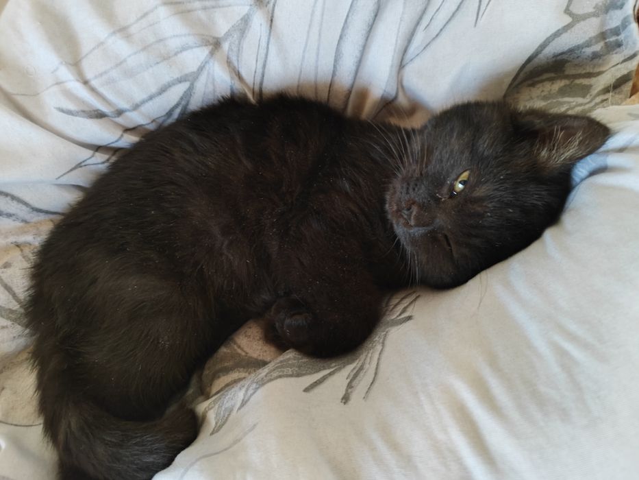 Tekin mushuk tahminan 2 oy atrofida