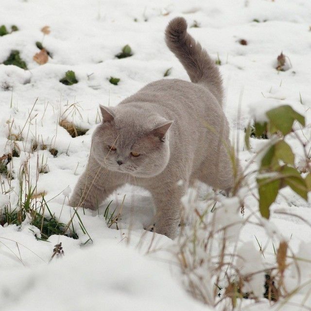 Вязка, большой британский кот