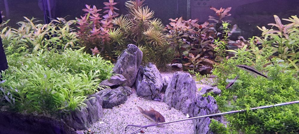 Plante usoare ,easy, pentru acvarii de apa dulce