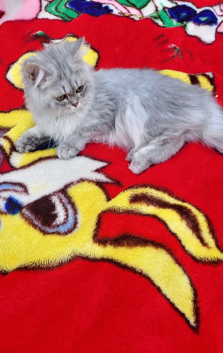 British longhair