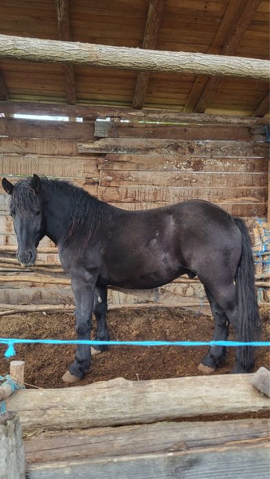 Vând mânz negru de 2 ani