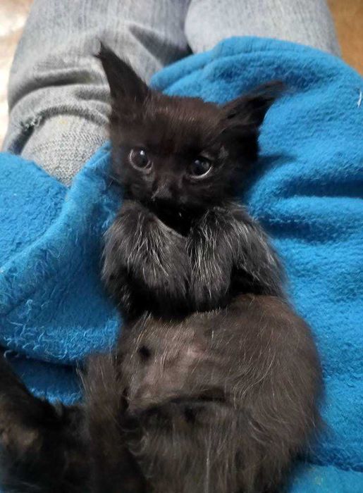 doi motanei si o pisica tortie foarte blanda