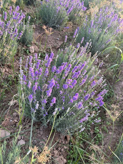 Lavanda gullari sotiladi