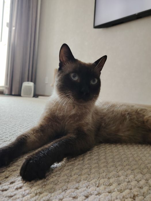 Пристраивается котик