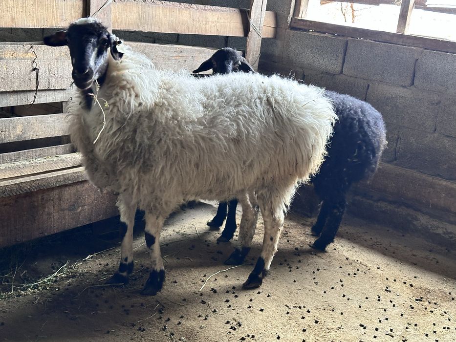 Тоқты сатылады семіз