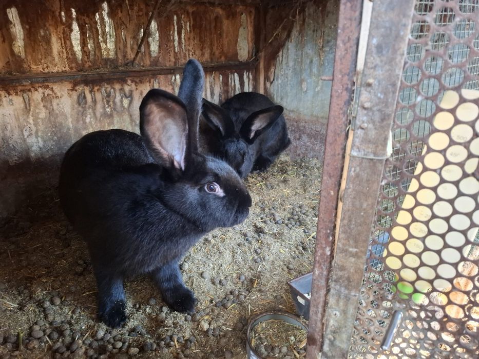 Iepuri Urias Pestrit German