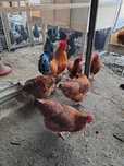 Oua pentru incubat new hampshire australorp si playmoth rock barat