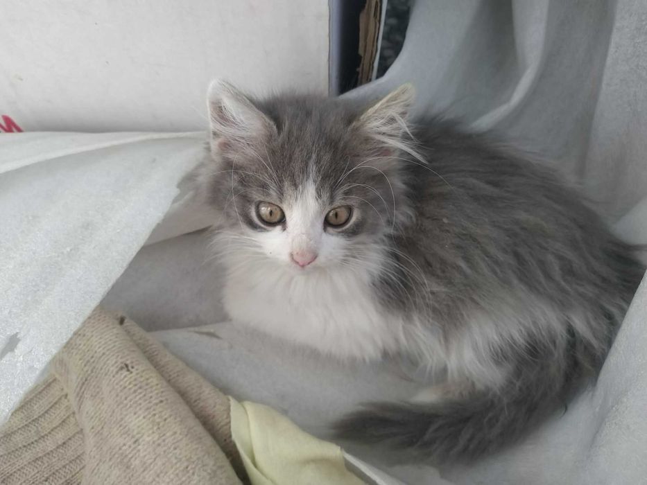 Четири пухкави момиченца търсят дом и любящи стопани