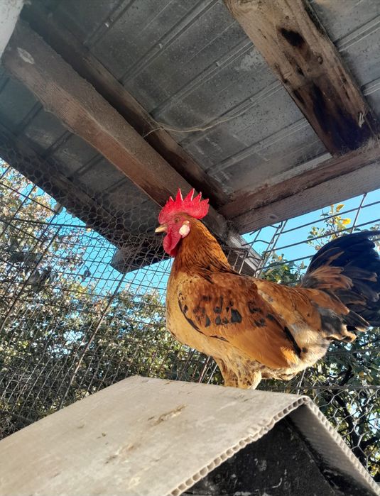 Vând 2 cocosi pitici