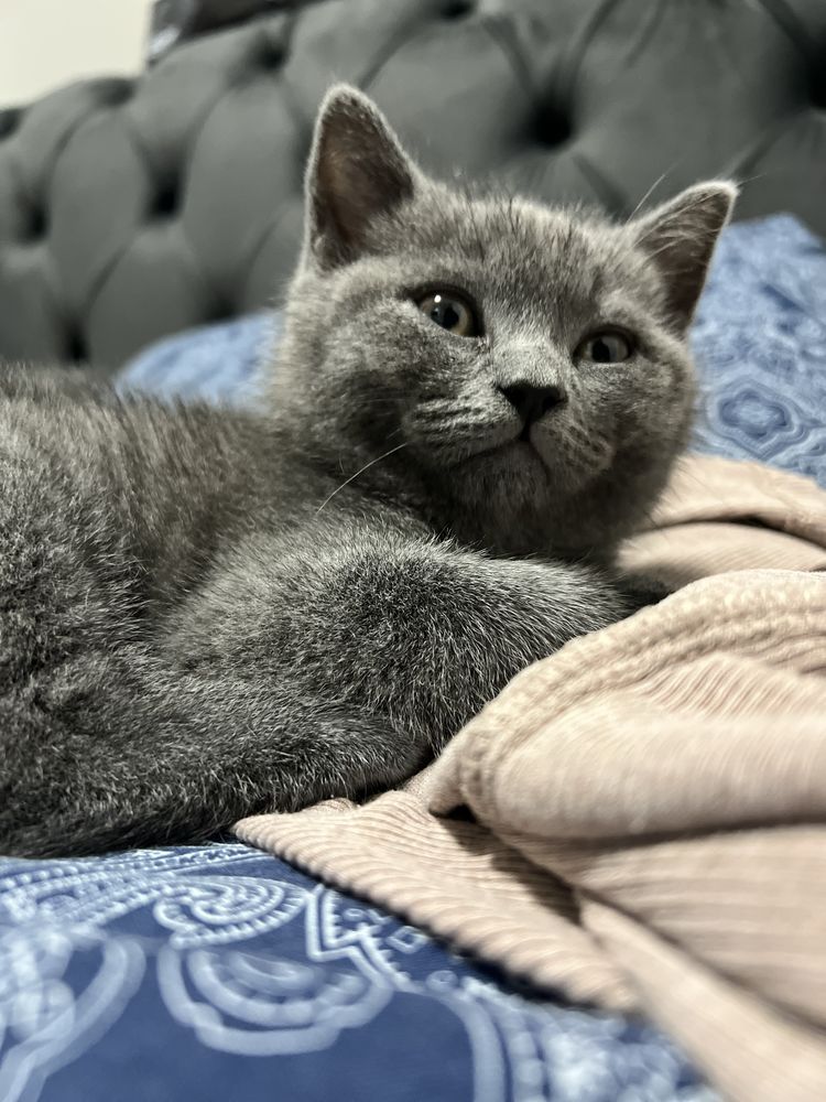 Pisica british shorthair