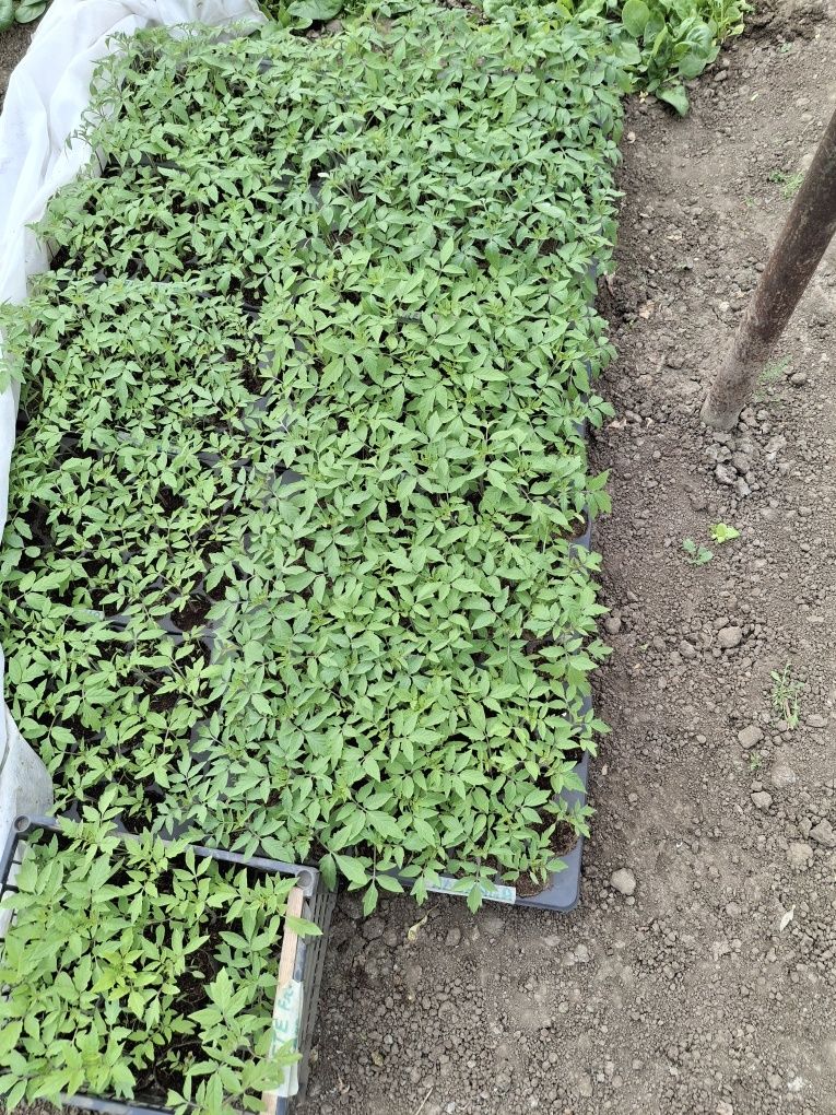 Vând răsad de rosii diferite soiuri, vinete, ardei etc..