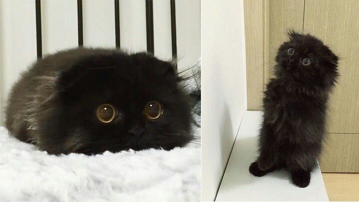 Продаются котята — 300 000сум (цена договорная)