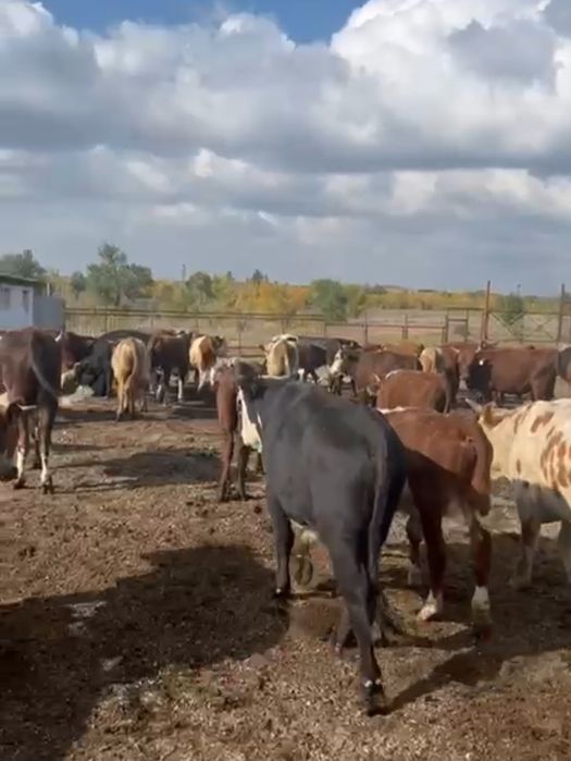 Быки продам 1,5годовалых