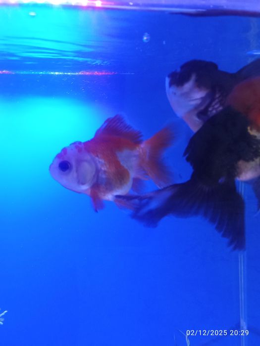 Privaznoy aranda baligi