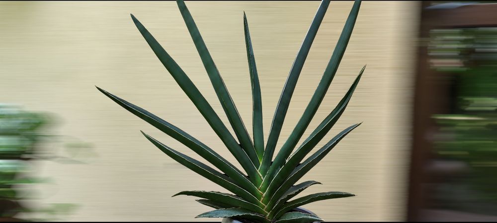 Sansevieria/Sabiuta cu o forma mai speciala