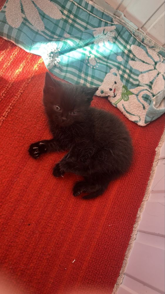 отдаем котенка в добрые руки