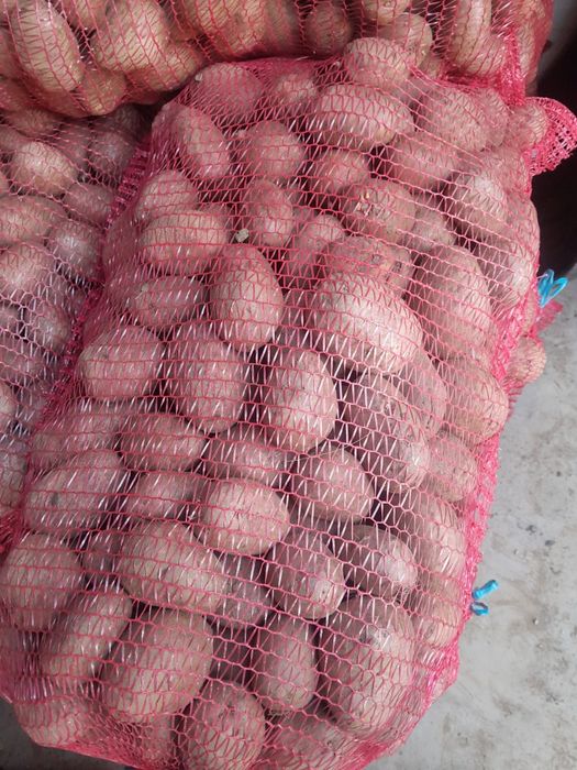 Vind cartofi de consum și saminta