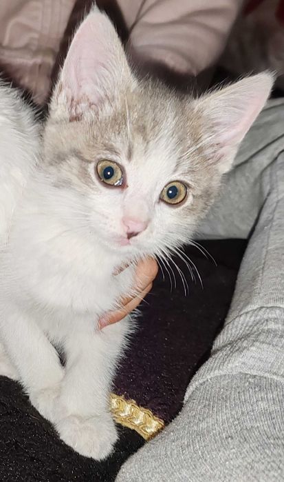 Котята домашние даром