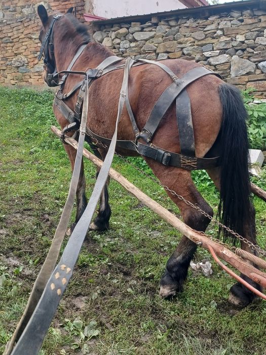 Cal de vînzare de 10 ani caruța si ham