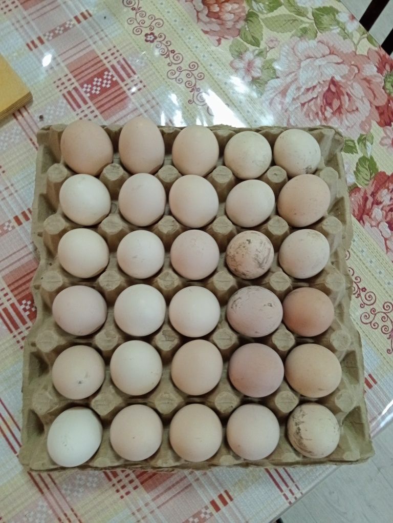 Домашние яйца !!