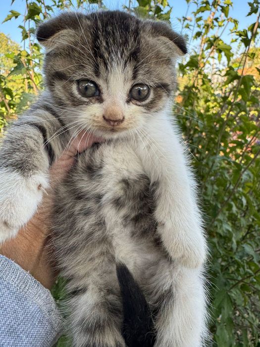 Котенок вислоухий