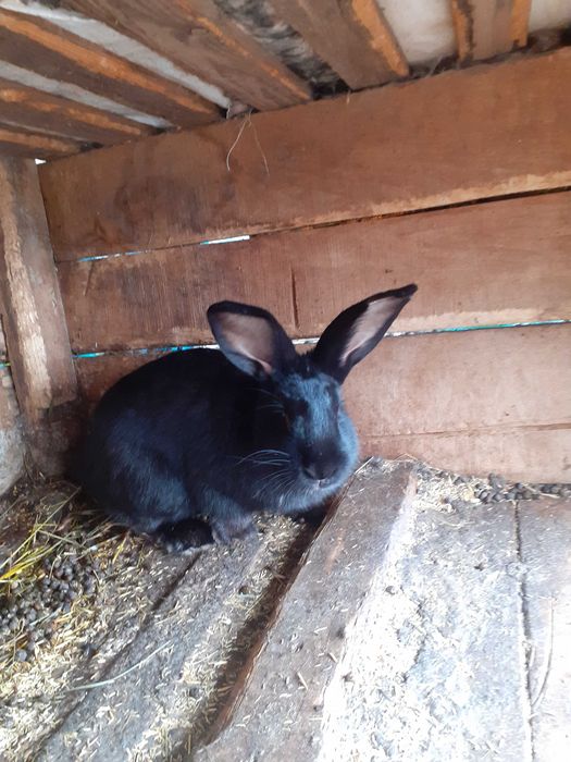 Мъжки млади зайци