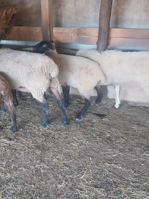 Vând mielute si oi  suffolk
