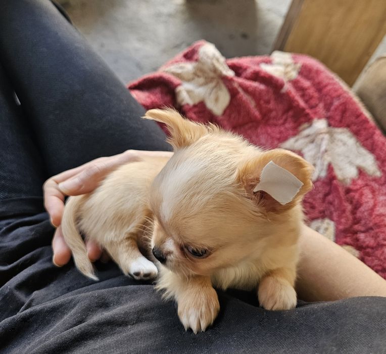 Шикарный малыш чихуахуа