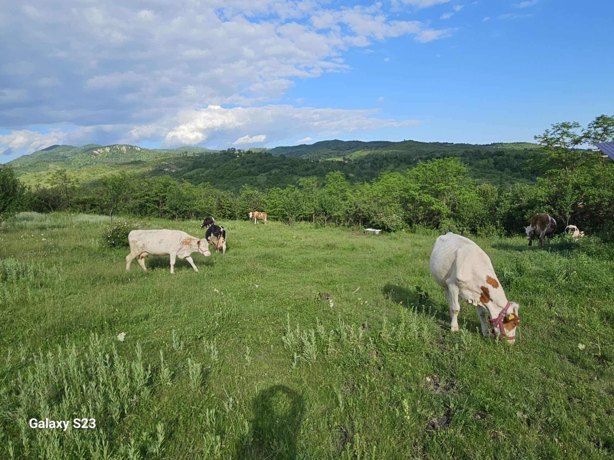 Vând 8 vaci Balțată Românească + casă de locuit + teren