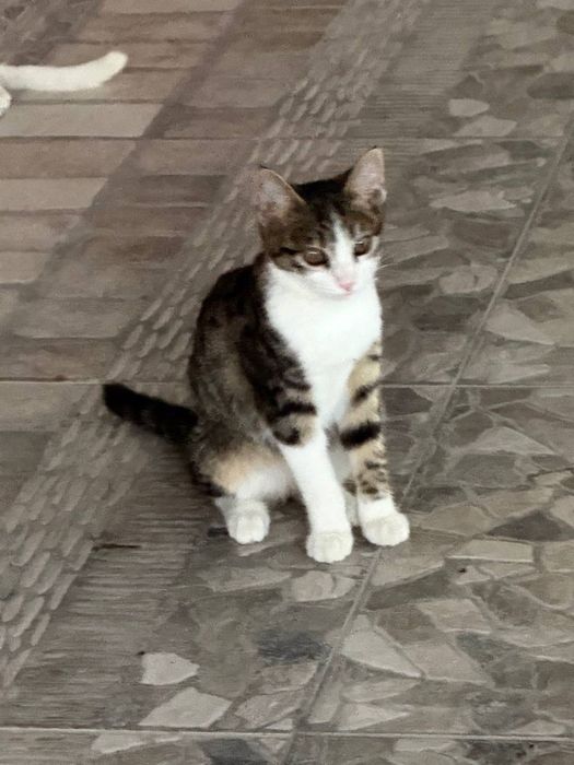 котята бесплатно