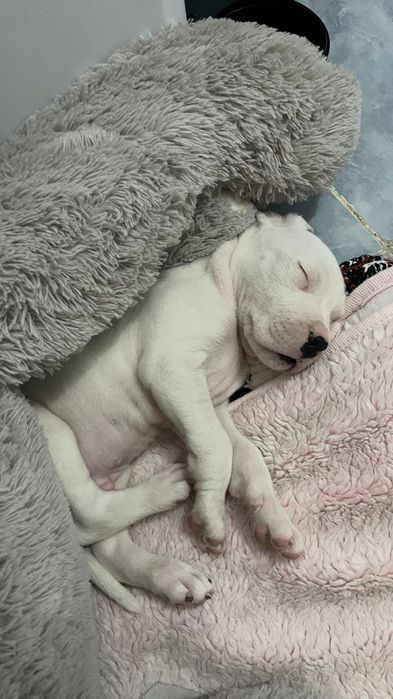 Vand pui dogo argentino cu pedigree