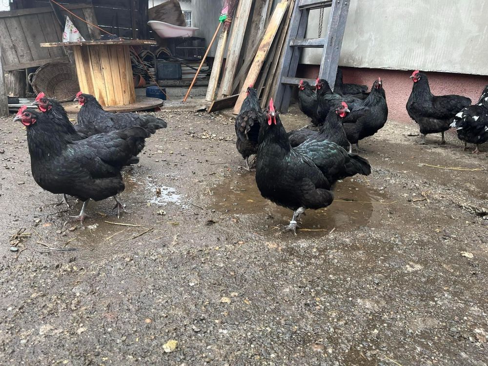 Pui australorp rasa pura