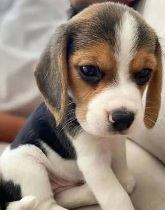 Beagle cu pedigree