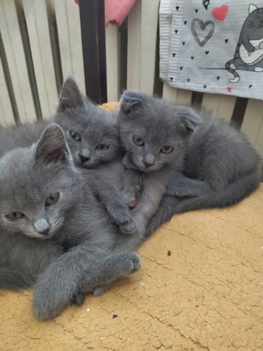 Котята шотландские девчонки.
