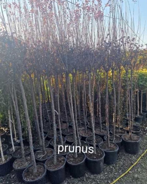 Vindem prunus lauceratus de mai multe feluri plante ornamentale