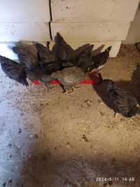 Australorp albastru și negru