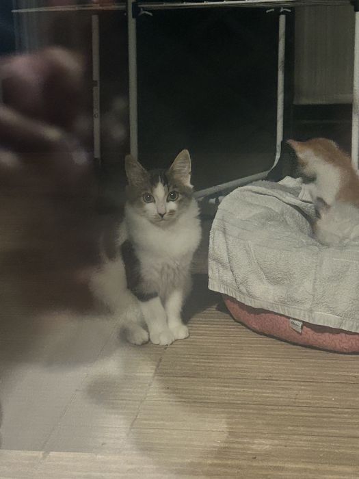 Ofer spre adoptie pui pisica -