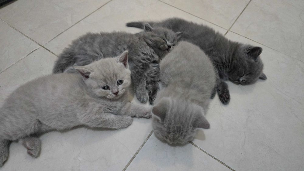 Британски късокосмести котета