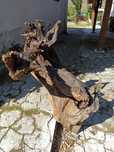 Buturugă Rădăcina pt Sculptură Obiecte Artă Masă Scaune etc