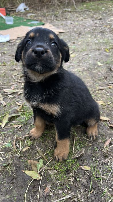 СПЕШНО! Търсят се домове за бебета кученца!