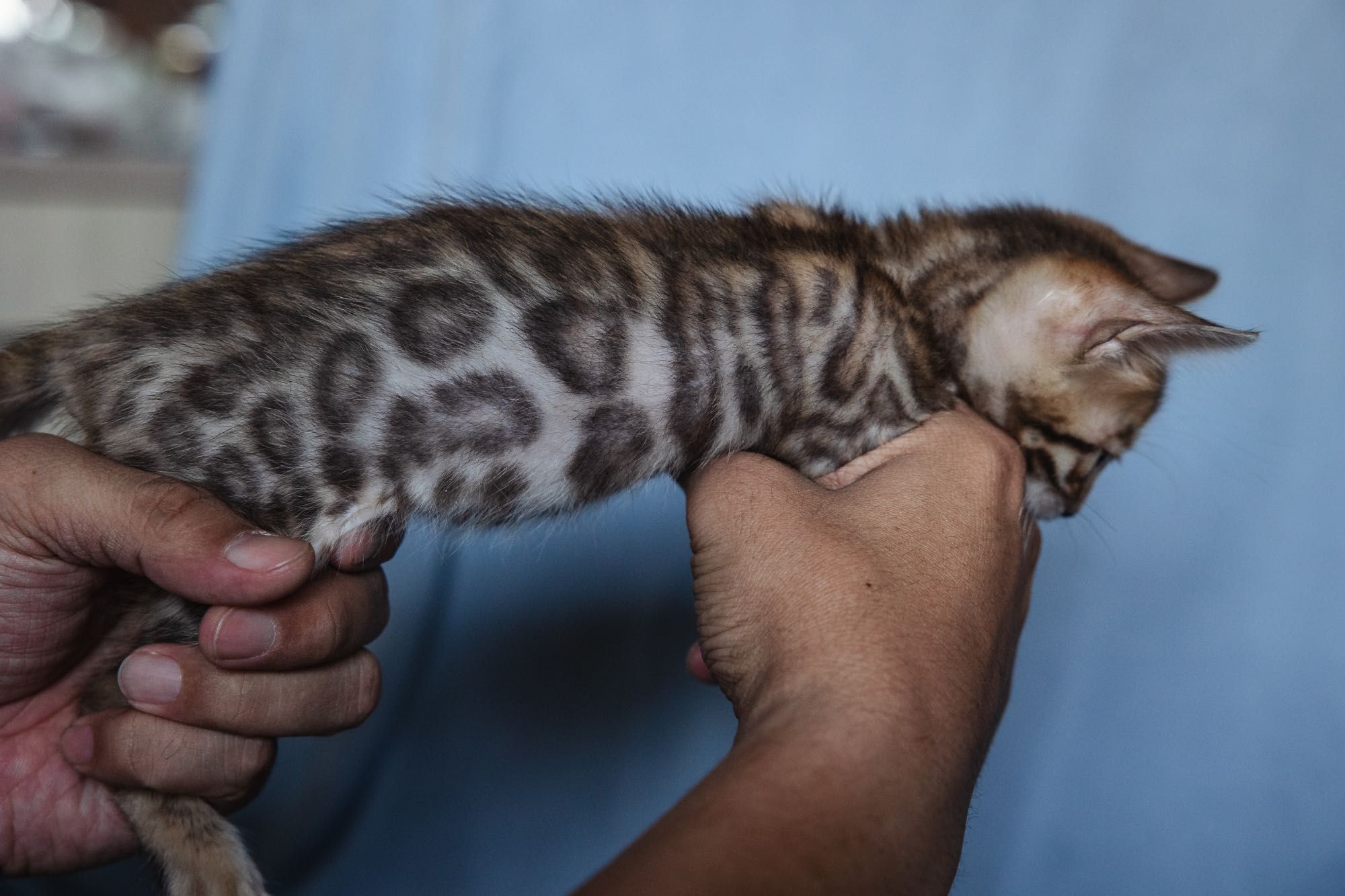 Бенгальские котята