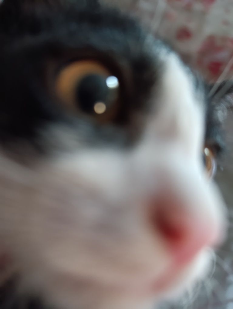 Продаются котенок