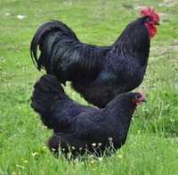 Australop negru oua pentru incubat (nu araucana, new hampshire)