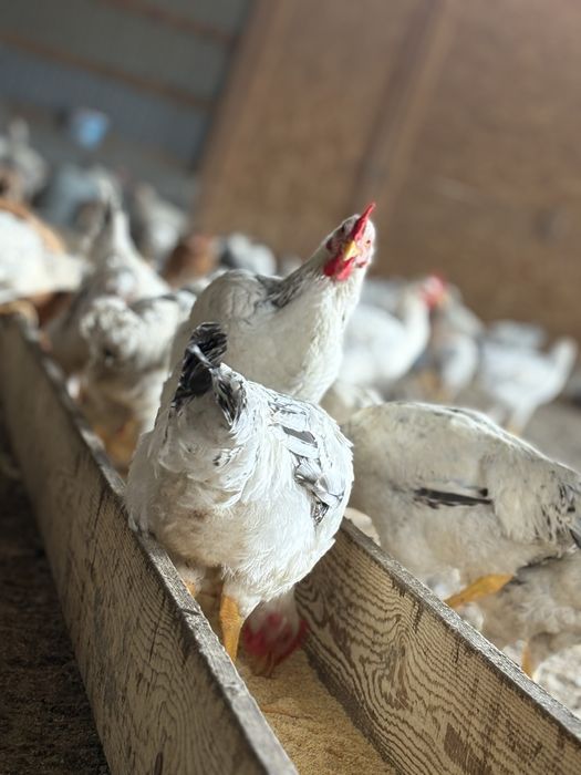 Cocosi si gaini kabir , crescuti natural