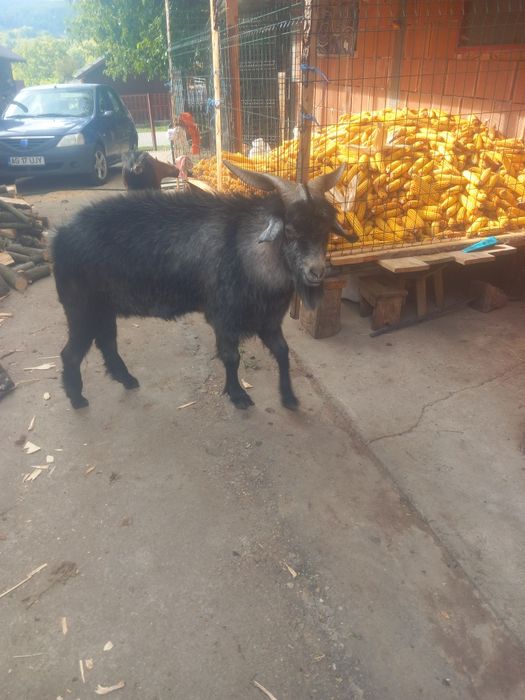 Capre tinere și cuminți