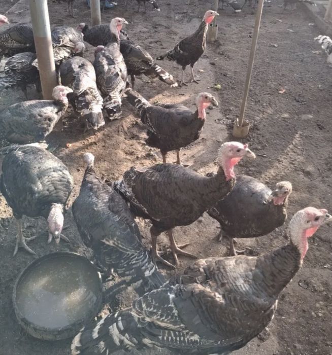 Curcani si curci de vanzare !