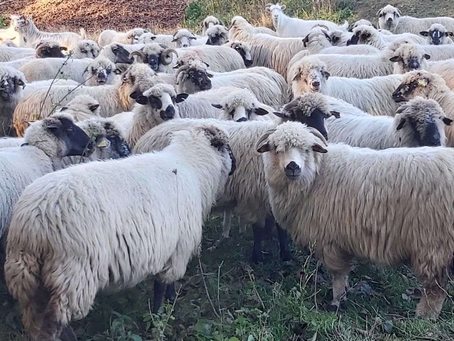 Vand 300 de oi pe ales