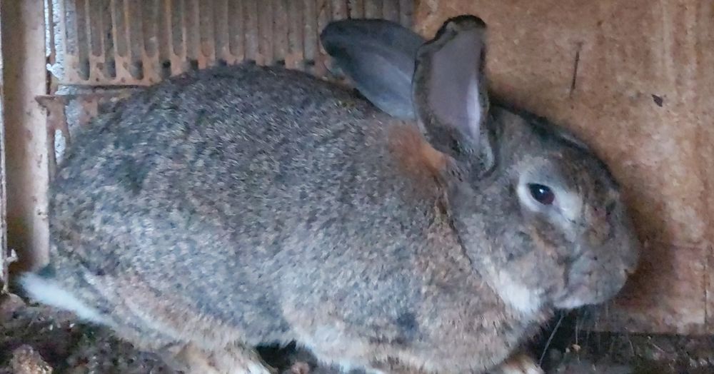 Vând iepuri uriaș german