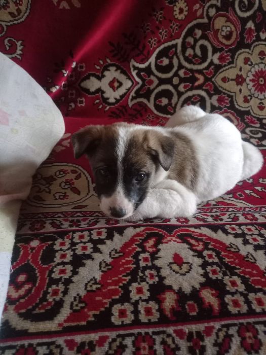 Отдам щенка в хорошие руки.